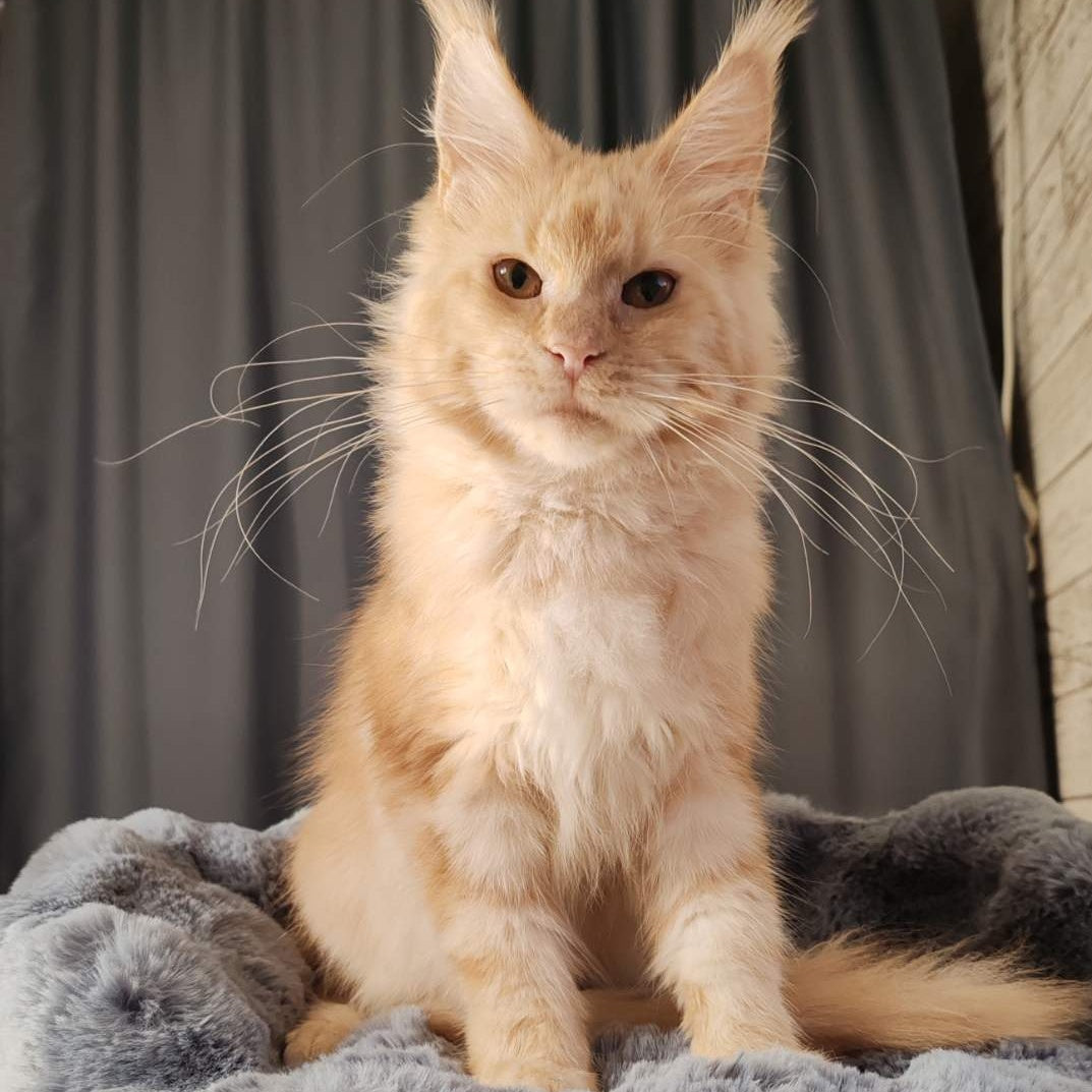 Umka Maine Coon male, red silver