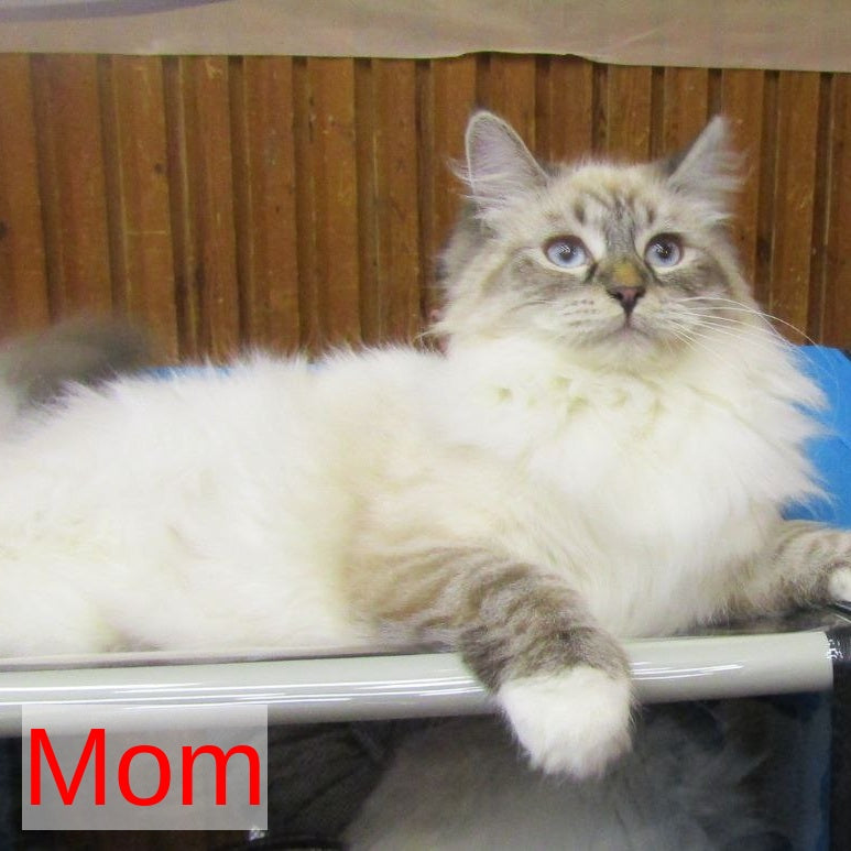 Anjelyka Siberian female, blue tabby pointed with white