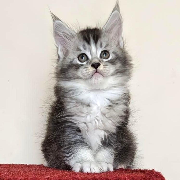 Holiday Maine Coon male, black silver ticked tabby with white