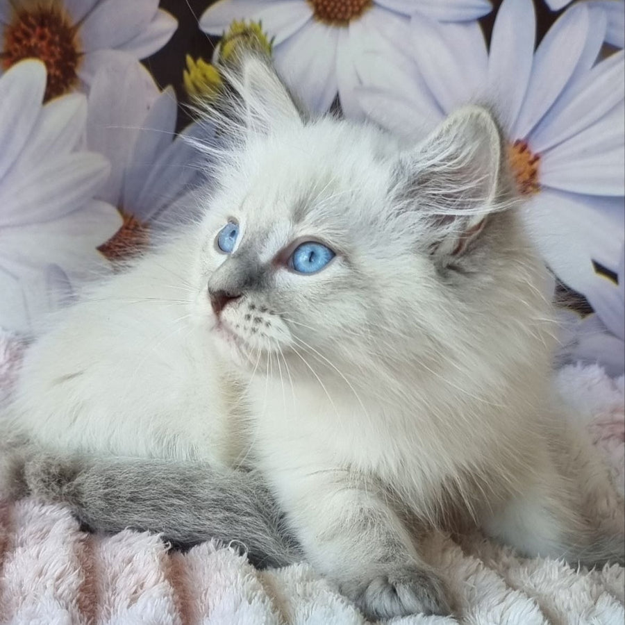 Ciyana Siberian female, blue tabby pointed