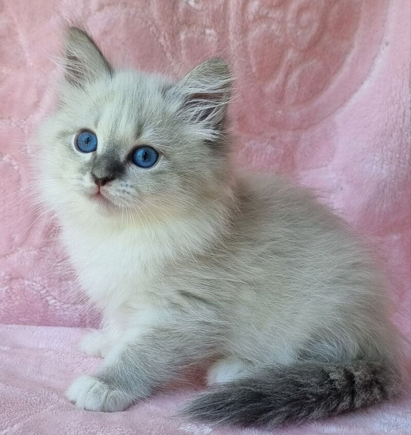Yvette Siberian female blue tabby pointed with white - live animals