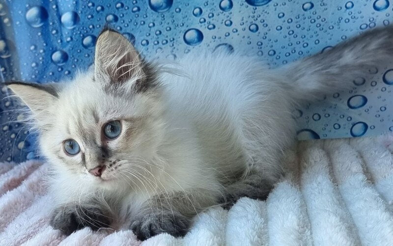 Yness Siberian female black tabby pointed - live animals