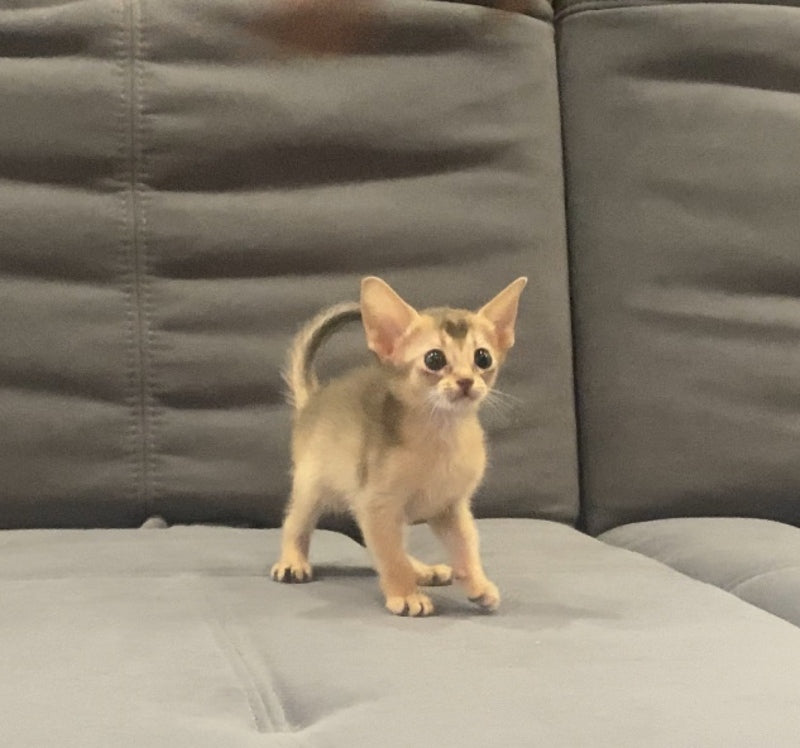 Dominica Abyssinian female, blue