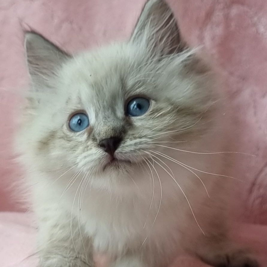 Berta Siberian female, black tabby pointed