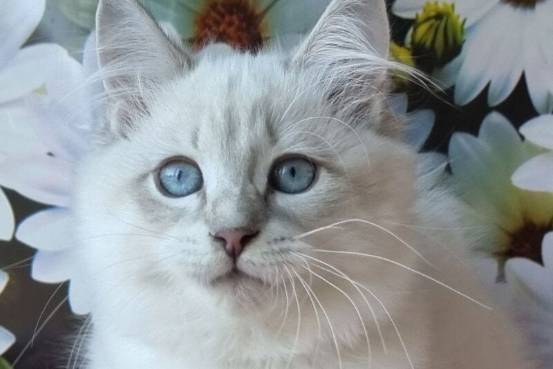Riana Siberian female, blue tabby pointed