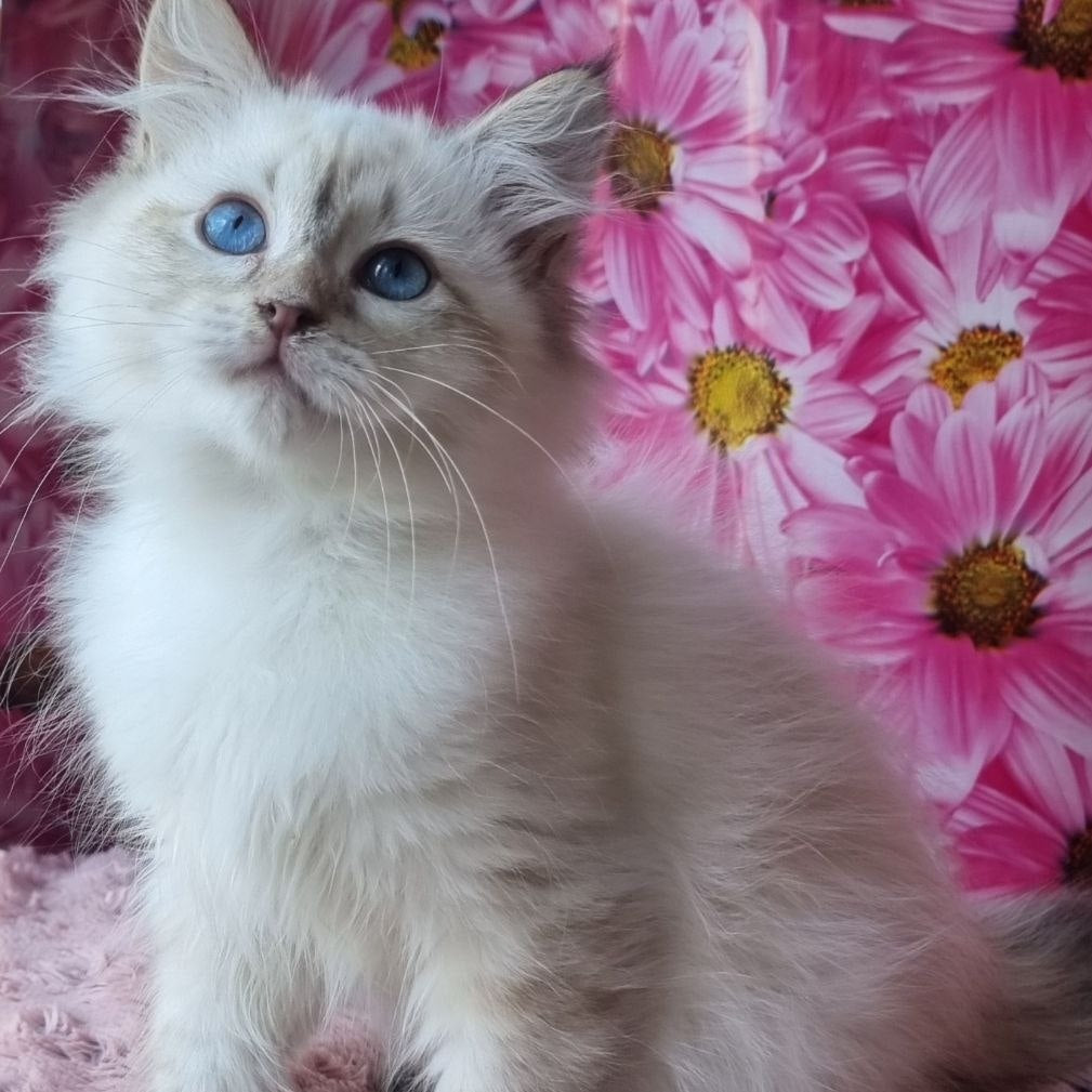 Blanka Siberian female, black tabby pointed