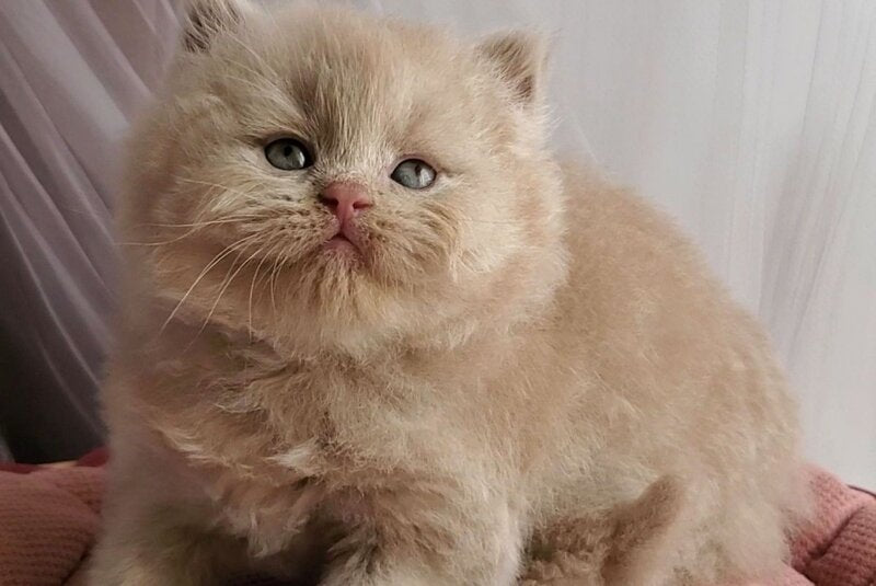 Teo British Longhair male fawn - live animals