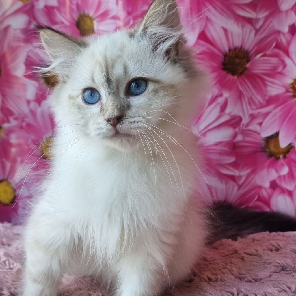 Blanka Siberian female, black tabby pointed