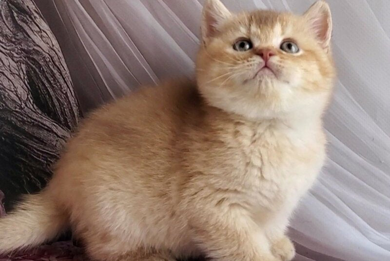 Ralph British Shorthair male cinnamon golden shaded - live animals