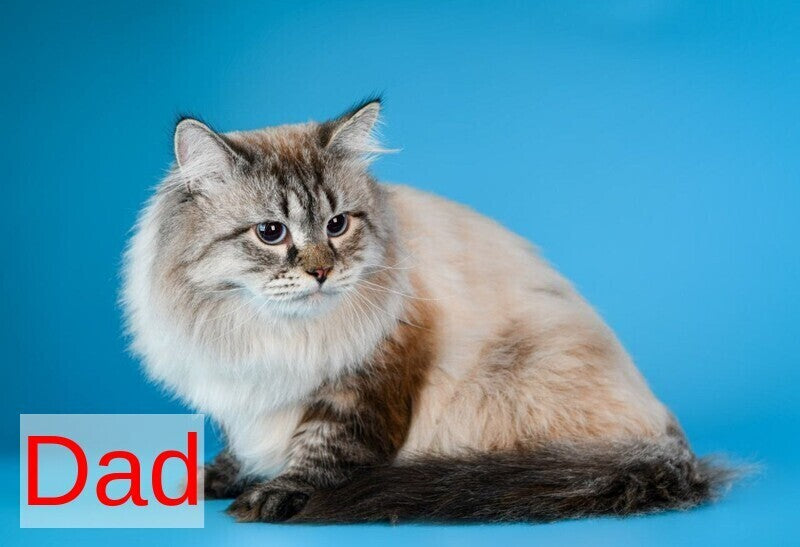 Artur Siberian male, black tabby pointed with white