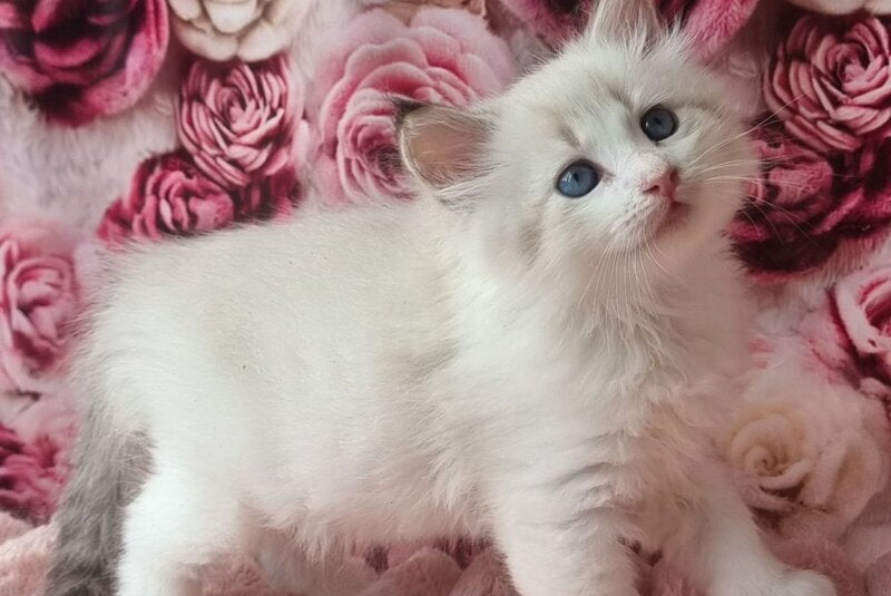 Artur Siberian male, black tabby pointed with white