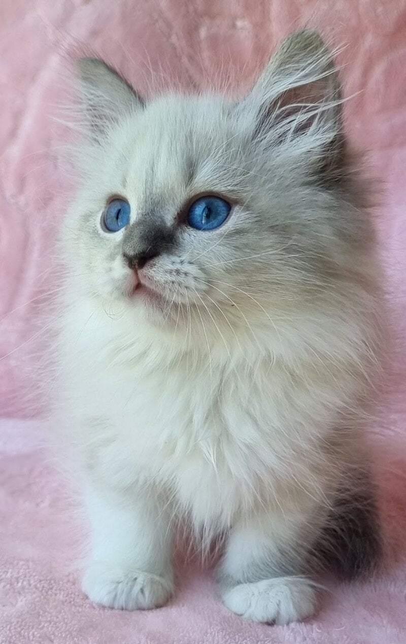 Yvette Siberian female blue tabby pointed with white - live animals