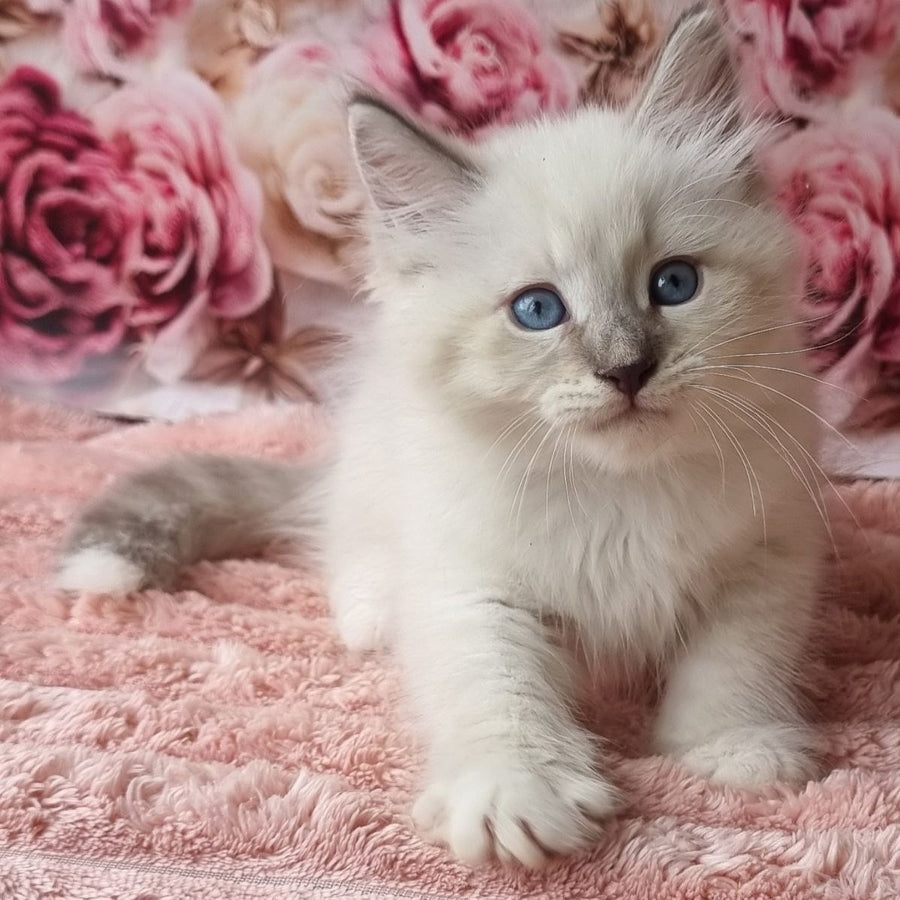 Boleslav Siberian male, blue tabby pointed with white