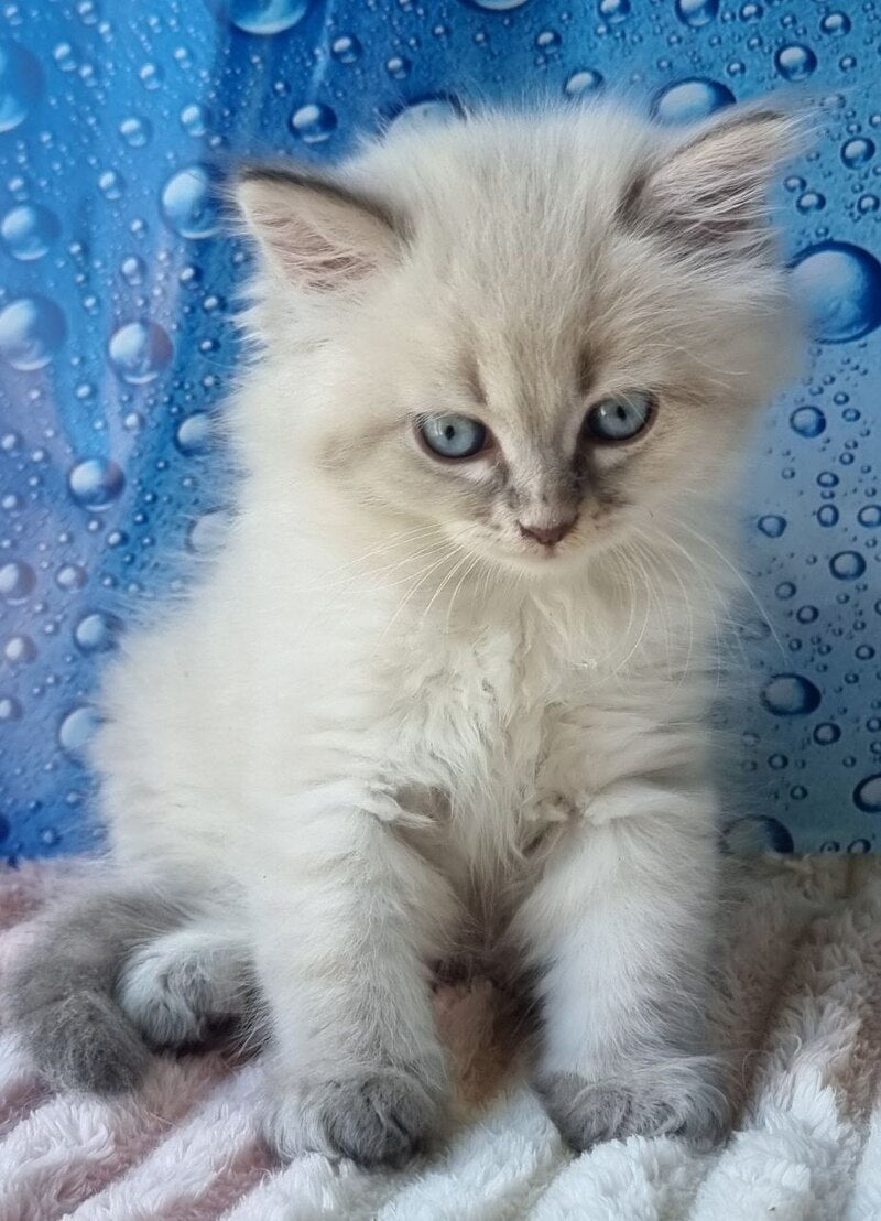 Zahar Siberian male blue tabby pointed - live animals