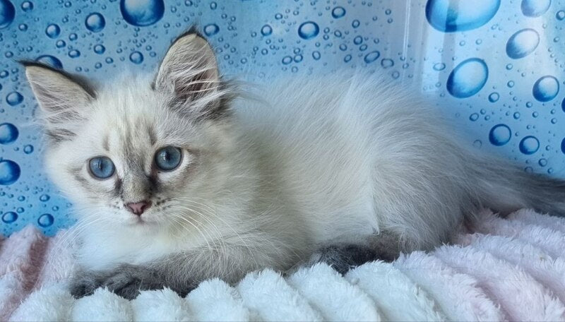 Yness Siberian female black tabby pointed - live animals
