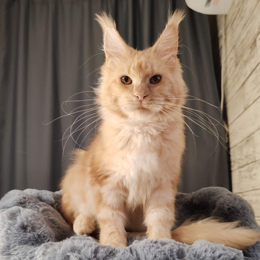 Umka Maine Coon male, red silver