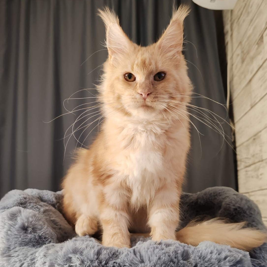 Umka Maine Coon male, red silver