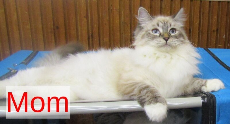 Artur Siberian male, black tabby pointed with white