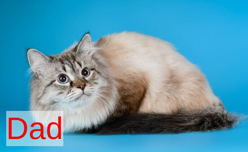 Yness Siberian female, black tabby pointed