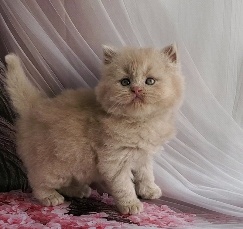 Teo British Longhair male fawn - live animals