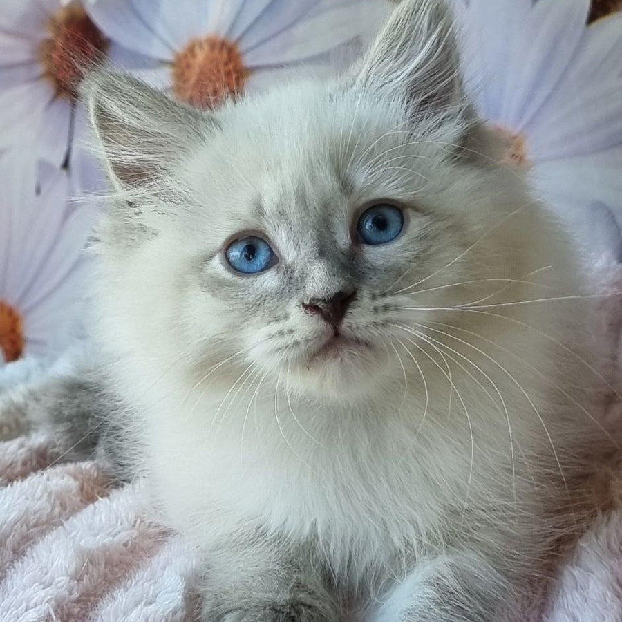 Ciyana Siberian female, blue tabby pointed