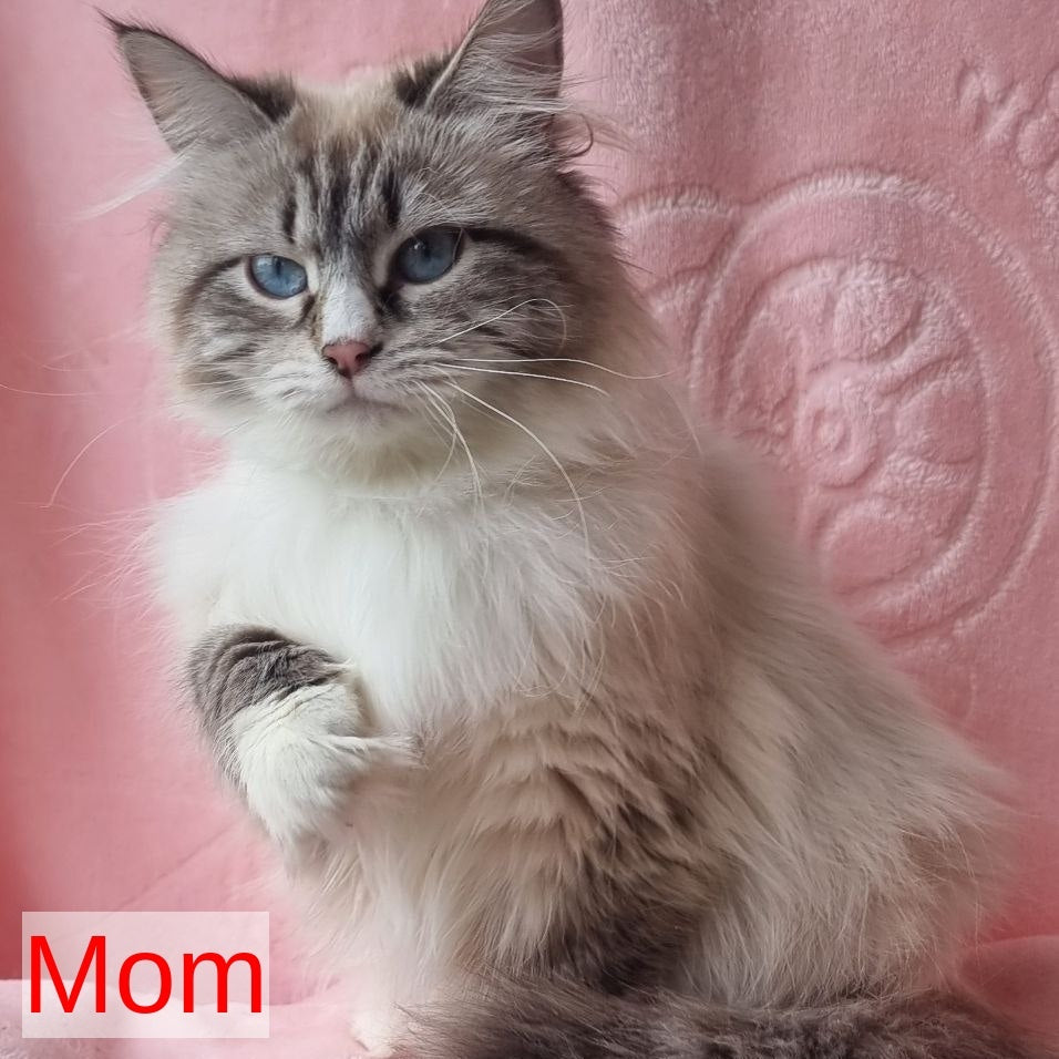 Ctefan Siberian male, black tabby pointed with white