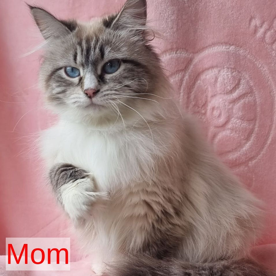 Ctefan Siberian male, black tabby pointed with white