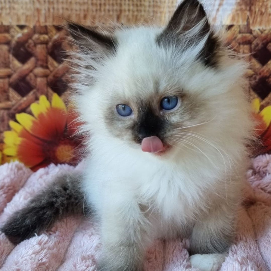 Demyan Siberian male, black pointed with white