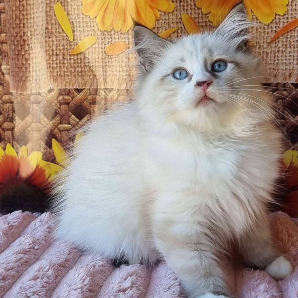 Caleb Siberian male, seal tabby pointed with white