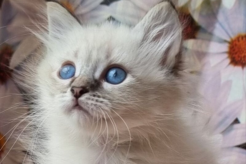 Yness Siberian female, black tabby pointed