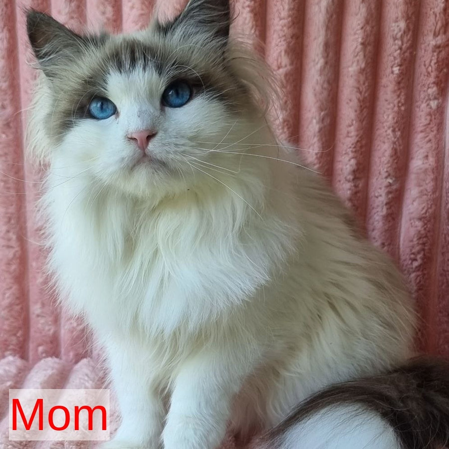Boleslav Siberian male, blue tabby pointed with white
