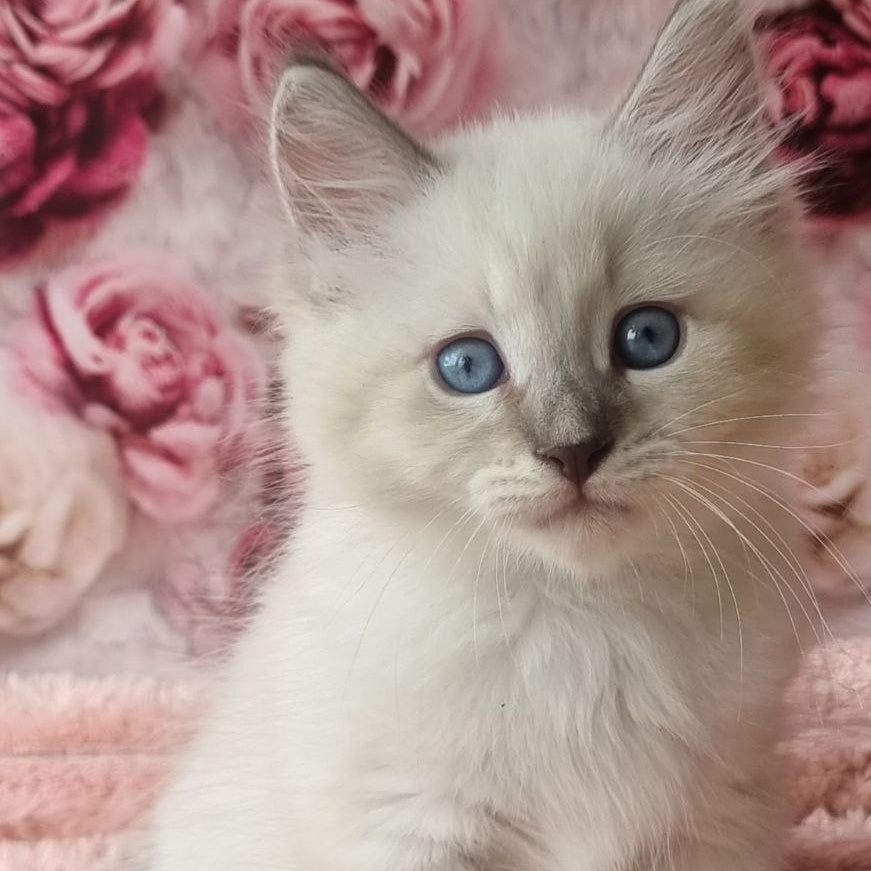 Boleslav Siberian male, blue tabby pointed with white