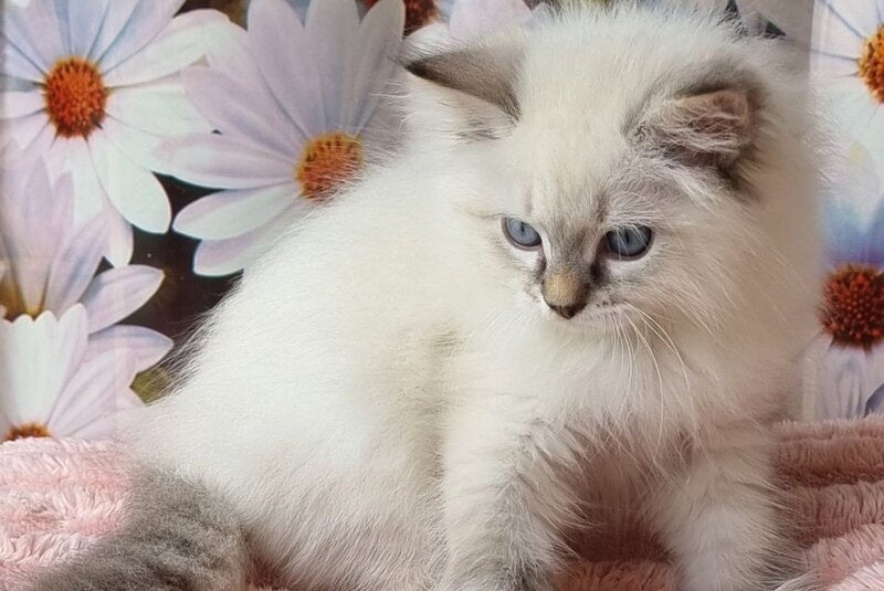 Yanis Siberian male, black tabby pointed with white
