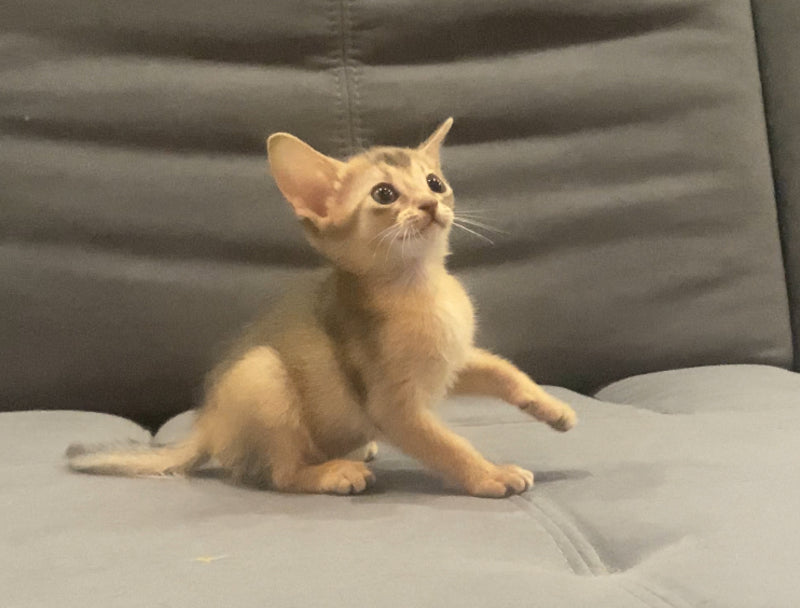 Dominica Abyssinian female, blue