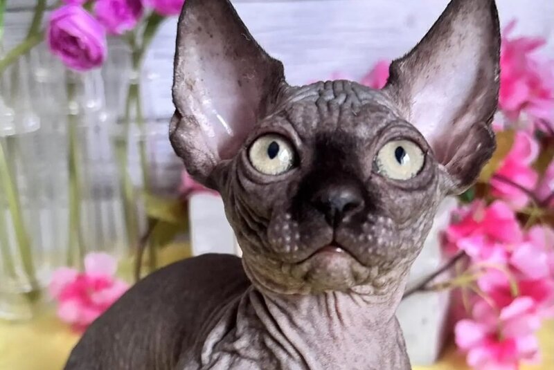 Bali Bambino male black - live animals