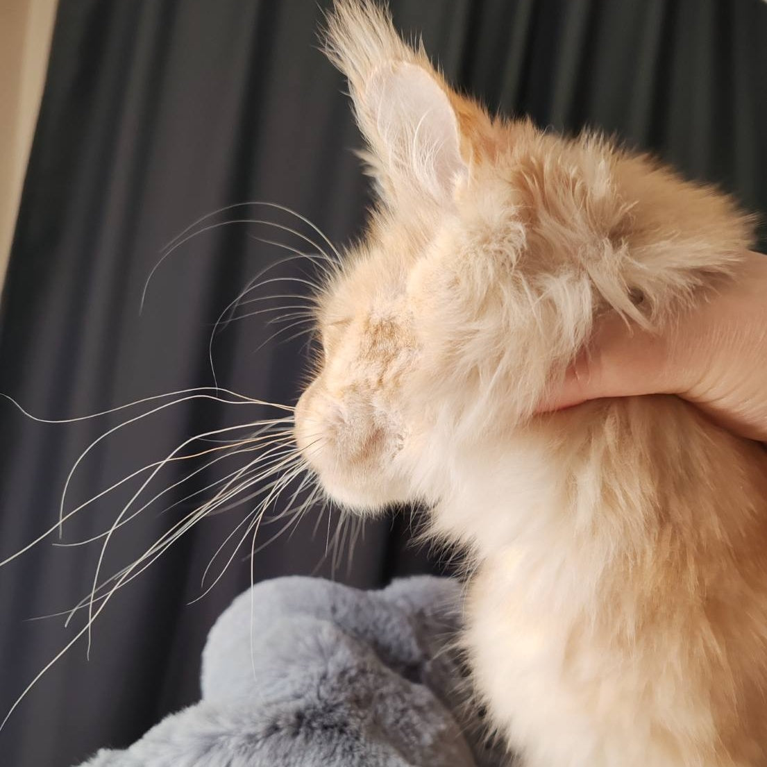 Umka Maine Coon male, red silver
