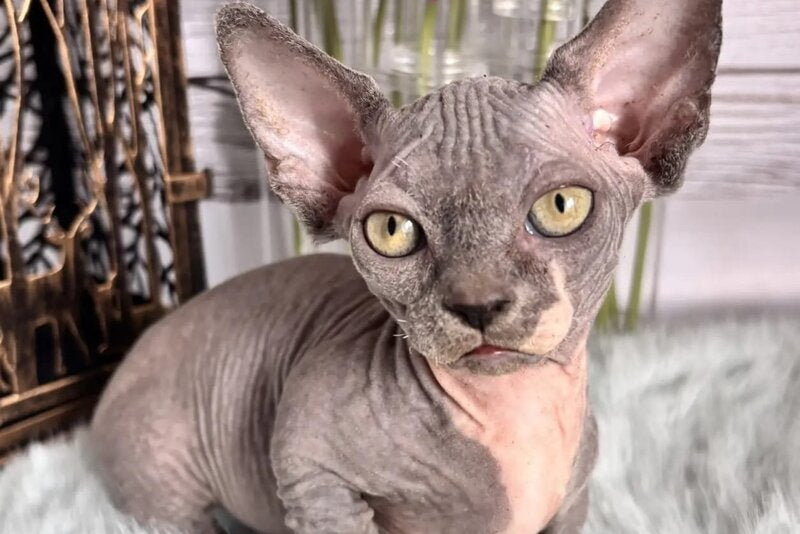 Barni Bambino male blue bicolour - live animals
