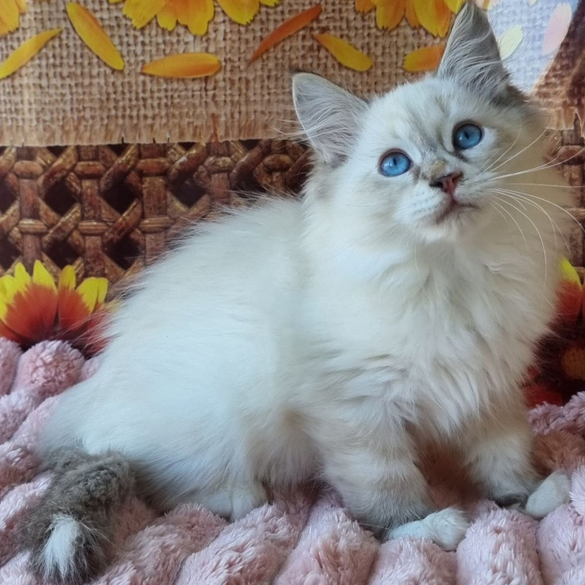 Ctefan Siberian male, black tabby pointed with white