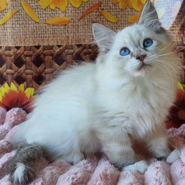 Ctefan Siberian male, black tabby pointed with white