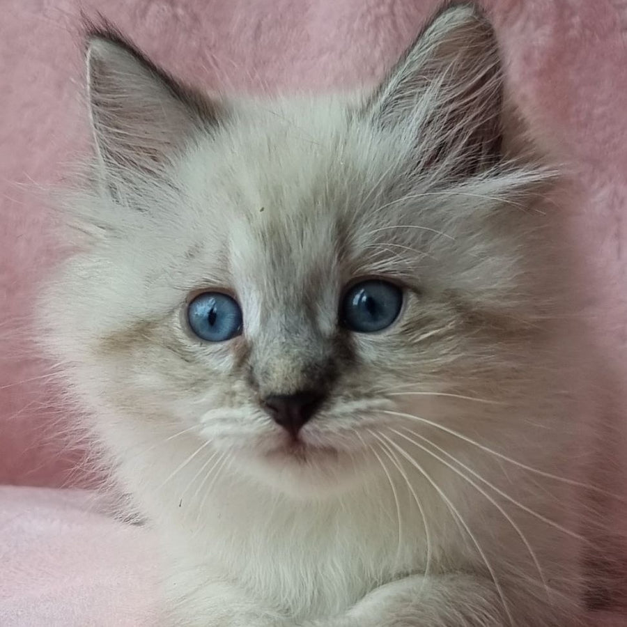Berta Siberian female, black tabby pointed