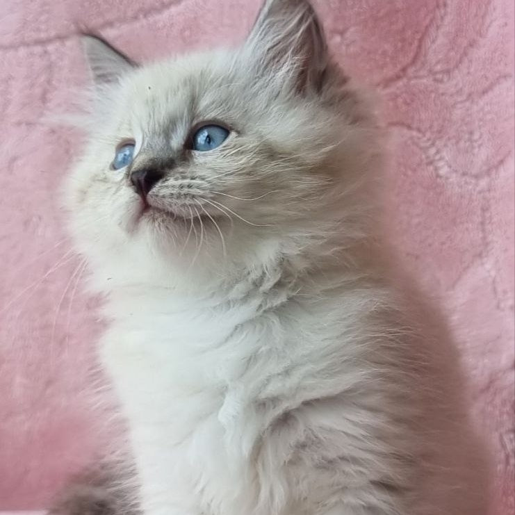 Berta Siberian female, black tabby pointed