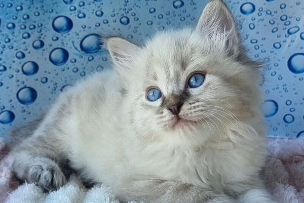 Zigfryd Siberian male seal tabby pointed - live animals