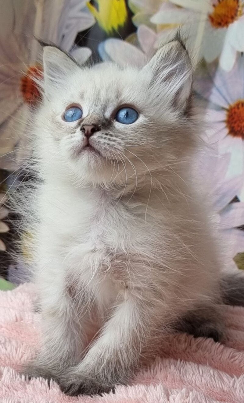 Yness Siberian female, black tabby pointed