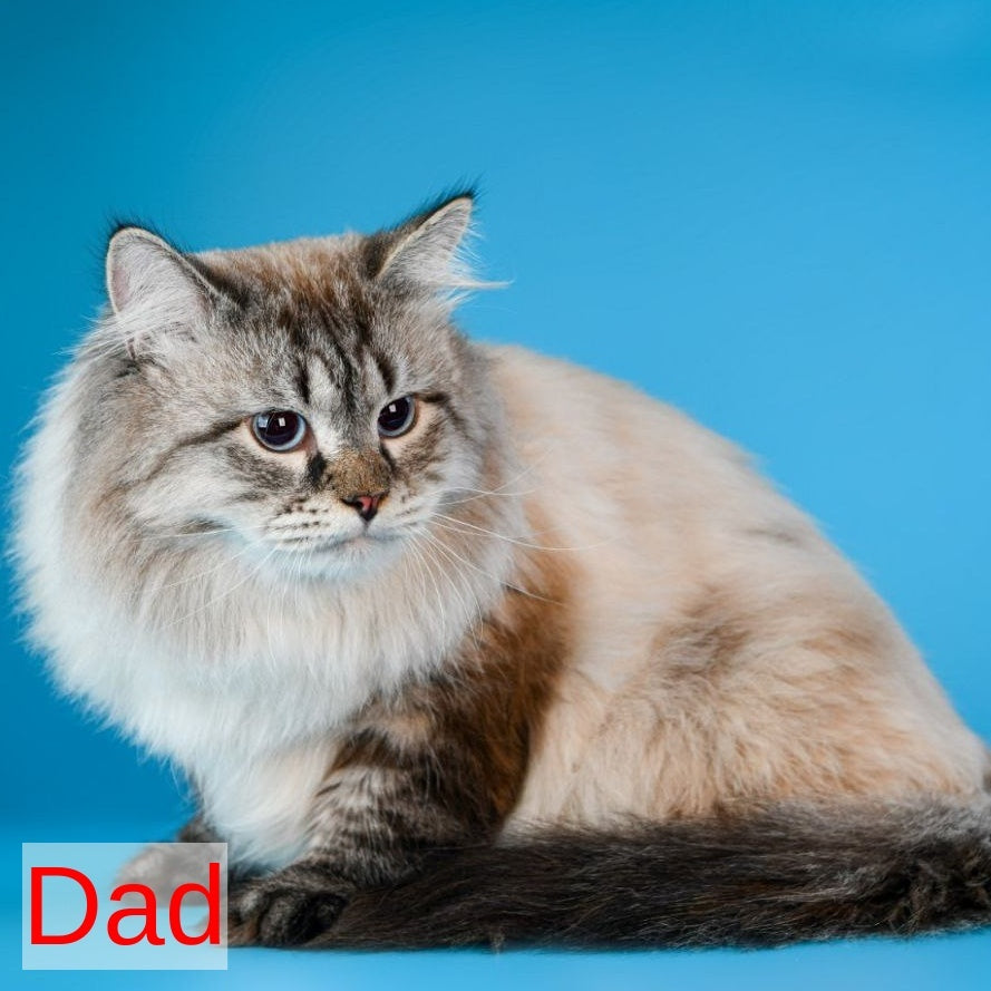 Boleslav Siberian male, blue tabby pointed with white