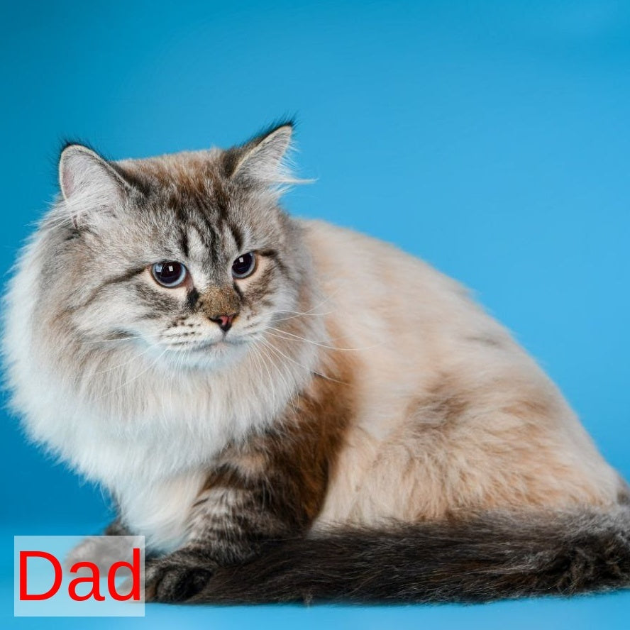 Demyan Siberian male, black pointed with white