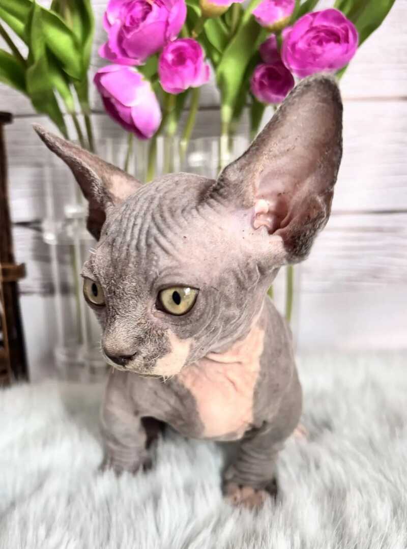 Barni Bambino male blue bicolour - live animals