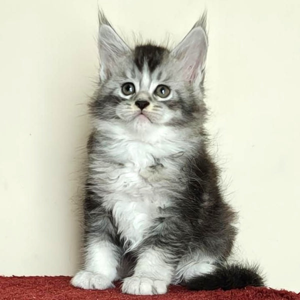 Holiday Maine Coon male, black silver ticked tabby with white