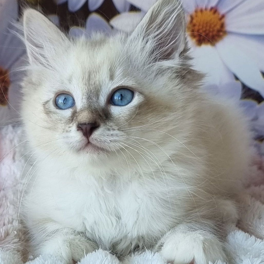 Brygytta Siberian female, black tabby pointed with white