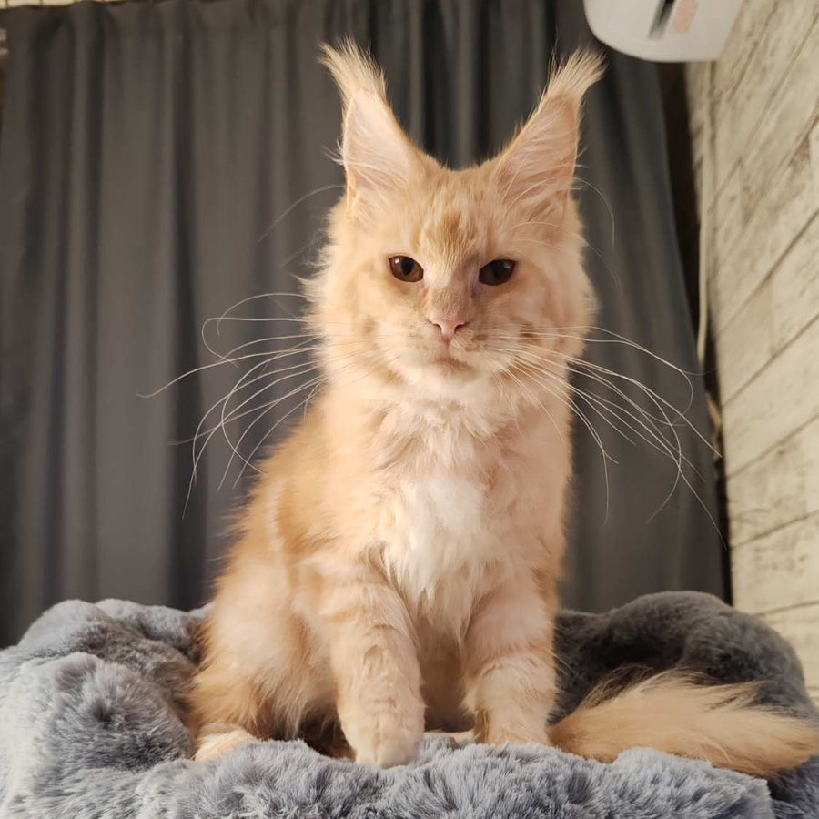 Umka Maine Coon male, red silver