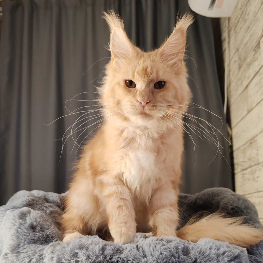 Umka Maine Coon male, red silver
